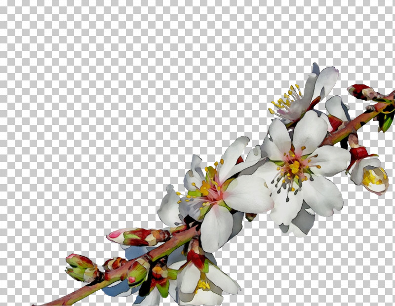 Cherry Blossom PNG, Clipart, Blossom, Branch, Bud, Cherry Blossom, Cut Flowers Free PNG Download