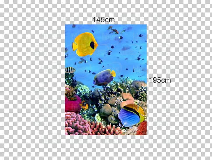 Coral Reef Photograph Underwater PNG, Clipart, Aquarium Decor, Art, Cacao, Canvas, Coral Free PNG Download