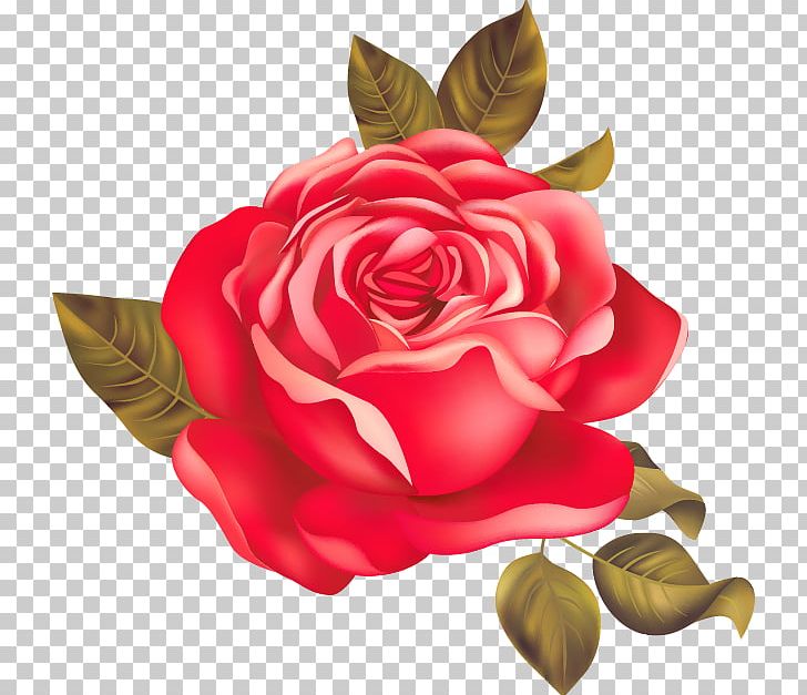 Garden Roses Centifolia Roses Beach Rose Red PNG, Clipart, Beautiful Vector, Beauty, Beauty Salon, Centifolia Roses, Cut Flowers Free PNG Download