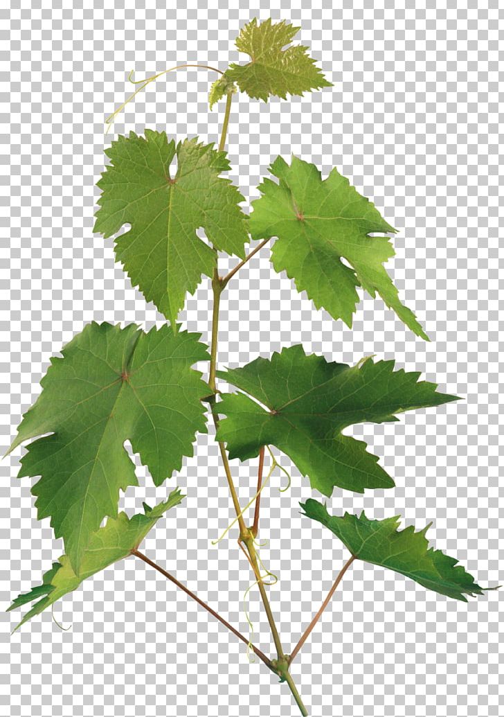 Leaf Branch Plant Stem RAR PNG, Clipart, Branch, Branch Plant, Grape, Grape Leaves, Grapevine Family Free PNG Download