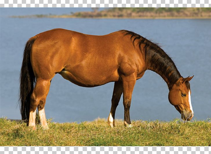 Mare Mustang Stallion Halter Pasture PNG, Clipart, Ecoregion, Ecosystem, Grass, Grassland, Grazing Free PNG Download