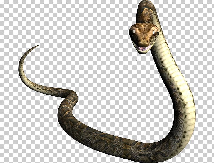 Rattlesnake Vipers Mamba Boa Constrictor PNG, Clipart, Animal, Animals, Attack, Boa Constrictor, Boas Free PNG Download