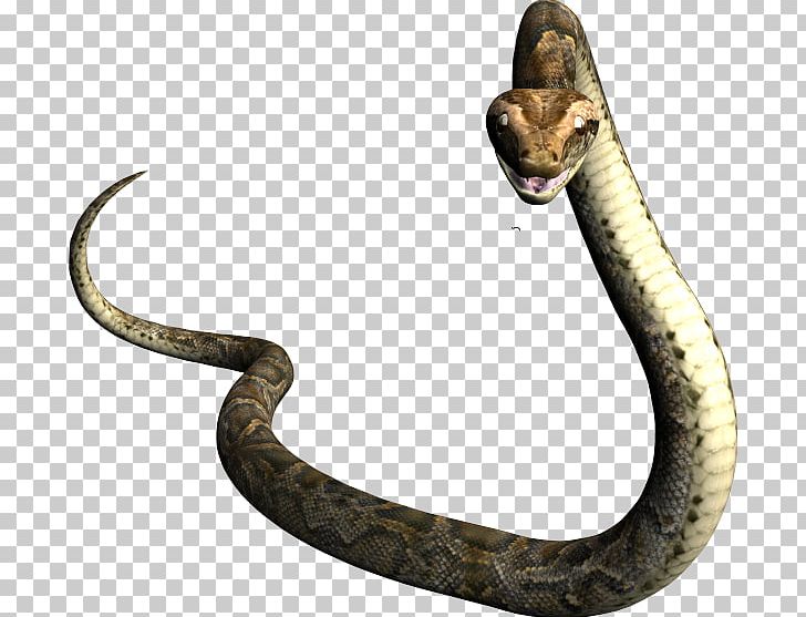 Rattlesnake Vipers Mamba Boa Constrictor PNG, Clipart, Animal, Animals ...