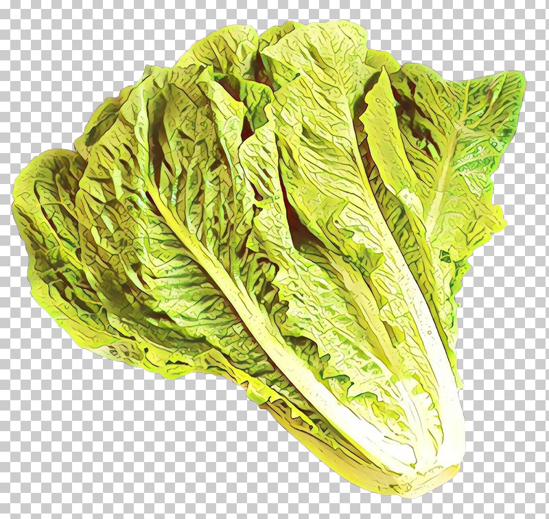 Leaf Vegetable Vegetable Romaine Lettuce Lettuce Cabbage PNG, Clipart, Cabbage, Chard, Food, Leaf, Leaf Vegetable Free PNG Download