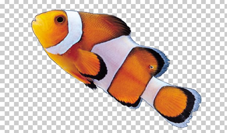 Clownfish Akwarystyka Morska PNG, Clipart, Animals, Aquarium, Beak, Color Pencil, Color Powder Free PNG Download