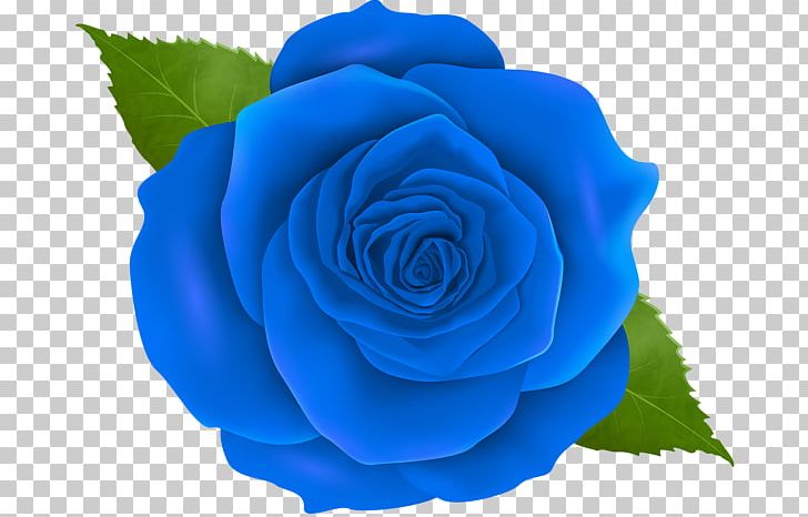 Garden Roses Blue Rose Centifolia Roses Floribunda PNG, Clipart, Blue, Blue Rose, Border Flowers, Centifolia Roses, China Rose Free PNG Download