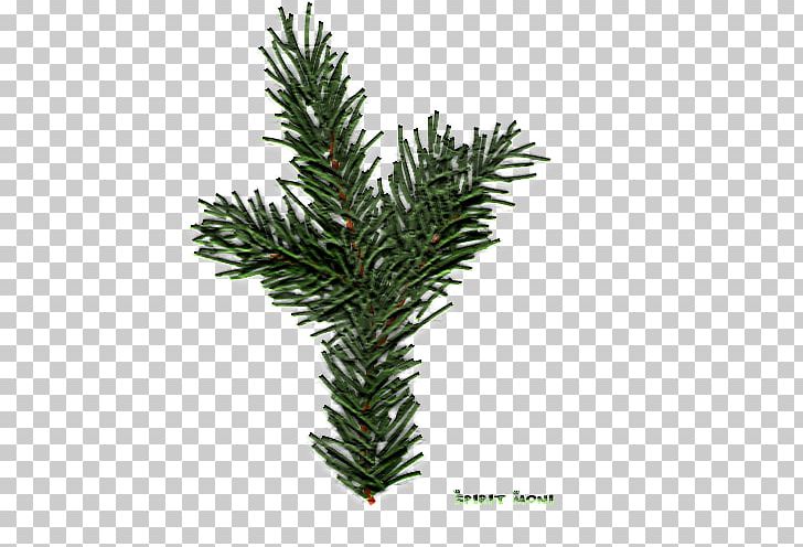 Spruce Fir Pine English Yew Evergreen PNG, Clipart, Branch, Conifer, Conifers, English Yew, Evergreen Free PNG Download