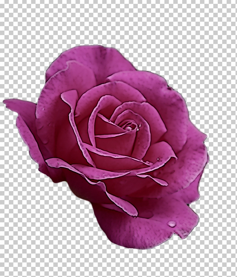 Garden Roses PNG, Clipart, Cabbage Rose, Cut Flowers, Floribunda, Flower, Garden Free PNG Download