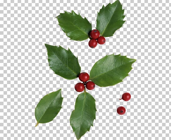 Cranberry Holly Aronia PNG, Clipart, Aquifoliaceae, Aquifoliales, Aronia, Auglis, Berry Free PNG Download