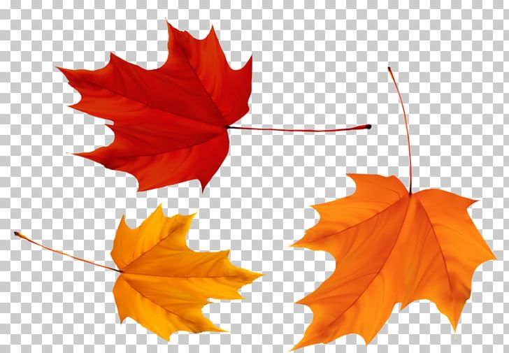 Maple Leaf Flag Of Canada PNG, Clipart, Canada, Canadian Maple Leaf, Flag Of Canada, Flowering Plant, Leaf Free PNG Download