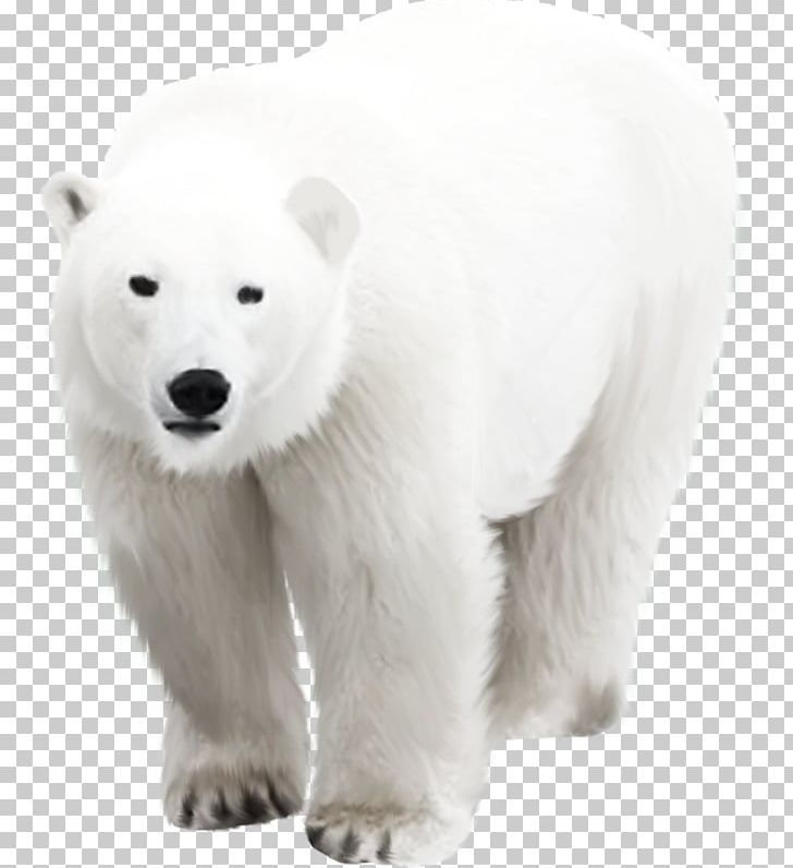 Polar Bear German Spitz Klein German Spitz Mittel PNG, Clipart, Animal, Animals, Arctic, Bear, Carnivoran Free PNG Download