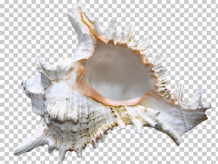 Seashell Conch PNG, Clipart, Animals, Beach, Cockle, Conch, Conchology Free PNG Download