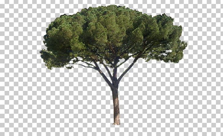 Stone Pine Tree France Nordmann Fir PNG, Clipart, Agac, Agac Resimleri, Blue Spruce, Branch, Cari Free PNG Download