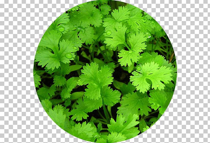 Vietnamese Coriander Herb Plant Chervil PNG, Clipart, Carminative, Chervil, Chives, Coriander, Culantro Free PNG Download