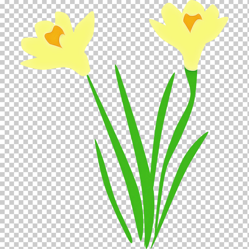 Yellow Plant Flower Pedicel Leaf PNG, Clipart, Flower, Leaf, Pedicel, Petal, Plant Free PNG Download