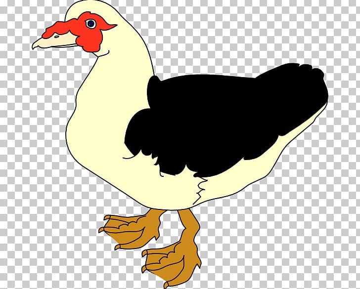 Muscovy Duck PNG, Clipart, Animals, Art, Artwork, Beak, Bird Free PNG Download