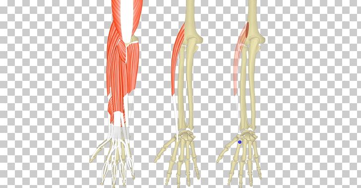 Extensor Carpi Radialis Longus Muscle Extensor Digitorum Muscle Extensor Carpi Ulnaris Muscle Extensor Carpi Radialis Brevis Muscle PNG, Clipart, Anatomy, Common Extensor Tendon, Flexor Carpi Ulnaris Muscle, Joint, Muscle Free PNG Download