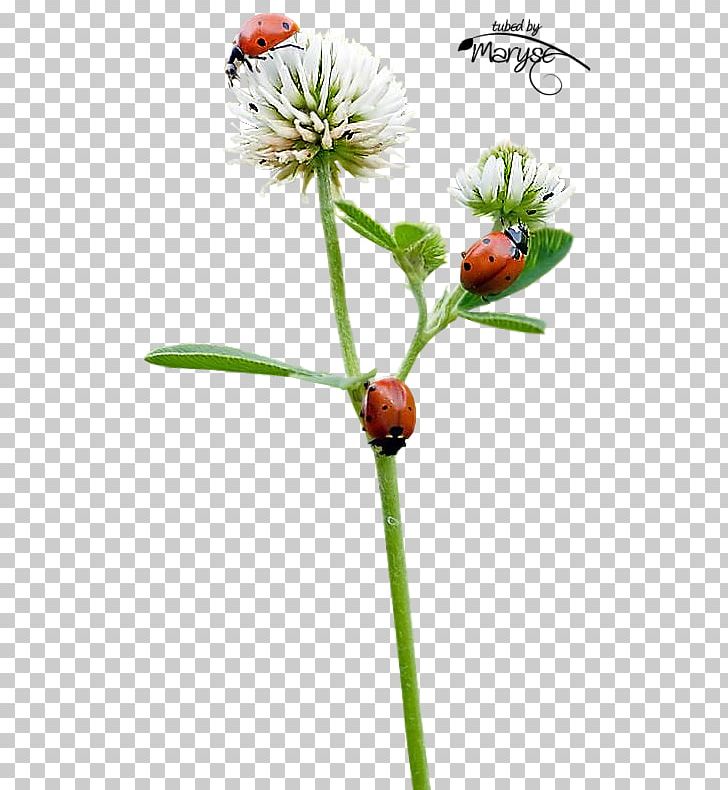 Insect Ladybird Beetle PNG, Clipart, Animals, Art, Child, Cut Flowers, Doll Free PNG Download