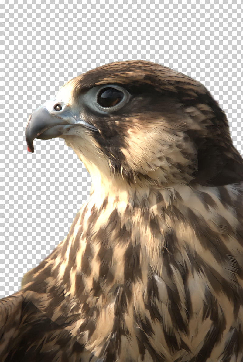 Feather PNG, Clipart, Beak, Biology, Bird Of Prey, Birds, Closeup Free PNG Download