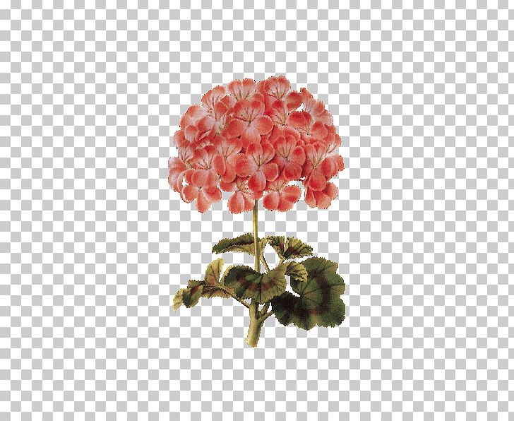 Botanical Illustration Flower Herbal Distillate PNG, Clipart, Aromatherapy, Art, Botanical Illustration, Bourbon Geranium, Digital Art Free PNG Download