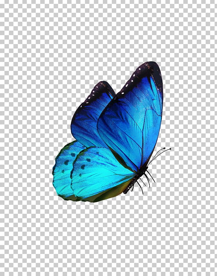 Butterfly Insect PNG, Clipart, Blue, Butterflies And Moths, Butterfly, Clip Art, Color Free PNG Download