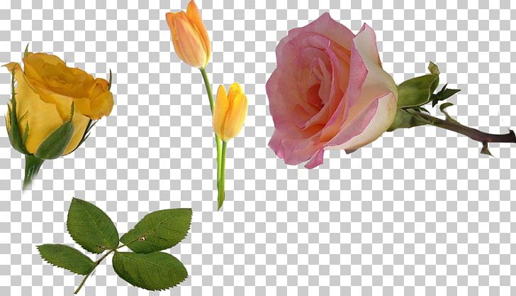 Flower Bouquet Song PNG, Clipart, Album, Author, Branch, Bud, Cut Flowers Free PNG Download