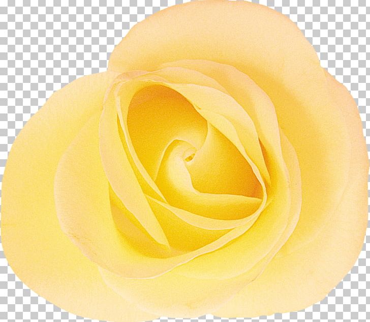 Garden Roses Cut Flowers Rosaceae PNG, Clipart, Closeup, Closeup, Cut Flowers, Family, Flower Free PNG Download