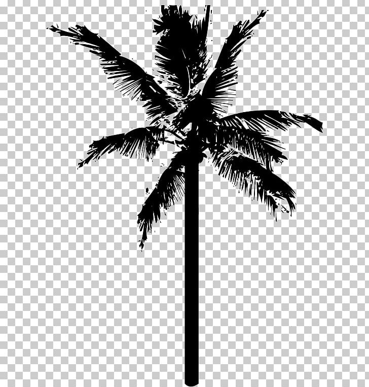 Coconut Tree PNG, Clipart, Arecaceae, Arecales, Black And White, Borassus Flabellifer, Branch Free PNG Download