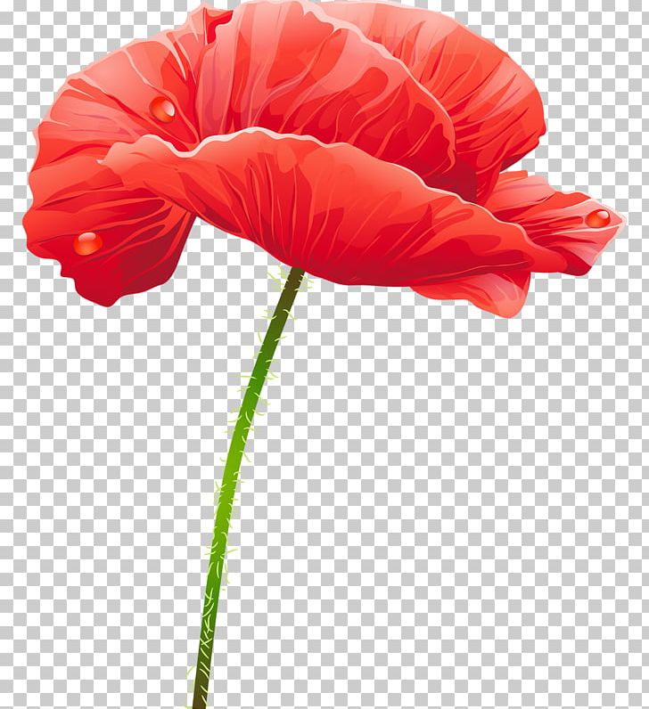 Flower Red PNG, Clipart, Computer Graphics, Coquelicot, Cut Flowers, Download, Encapsulated Postscript Free PNG Download