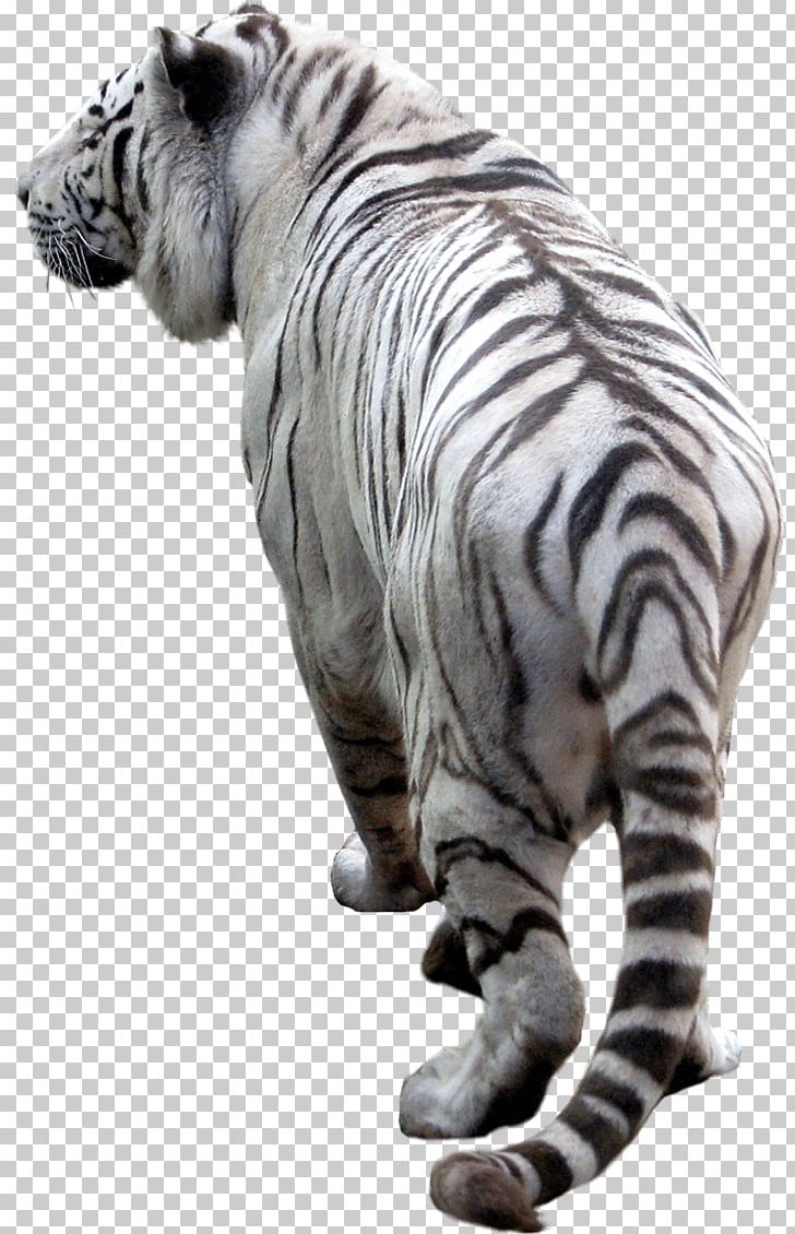 Tiger PNG, Clipart, Animalphotography, Animals, Big Cats, Carnivoran, Cat Like Mammal Free PNG Download