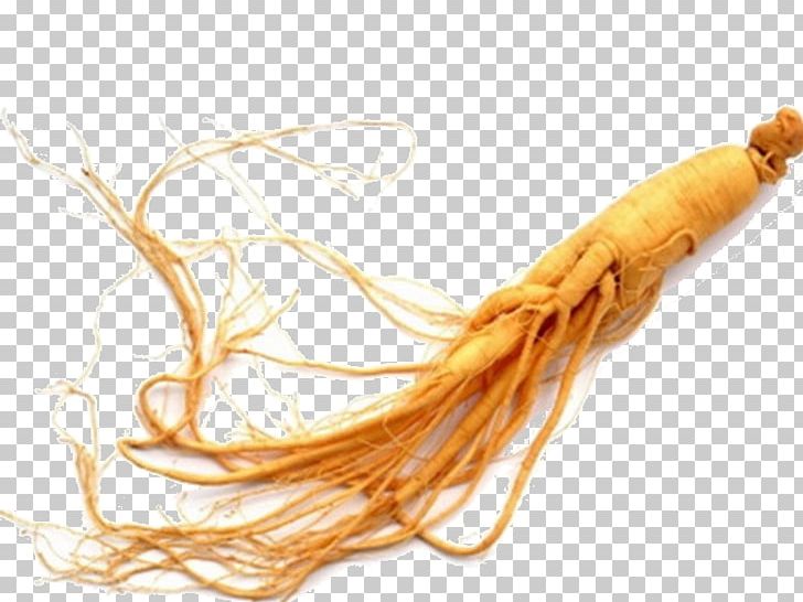 American Ginseng Siberian Ginseng Health Asian Ginseng Food PNG, Clipart, American Ginseng, Asian Ginseng, Blood Sugar, Carrot, Diabetes Mellitus Free PNG Download