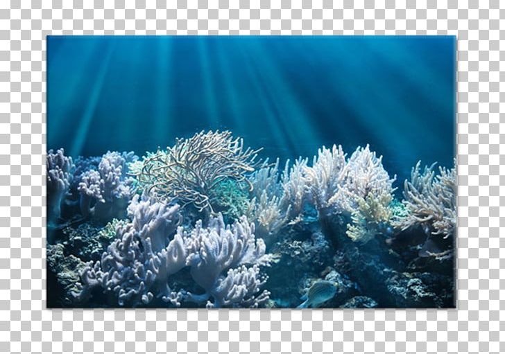 Jellyfish Coral Reef Underwater Red Sea PNG, Clipart, Belize Barrier Reef, Computer Wallpaper, Coral, Coral Reef Fish, Deep Sea Free PNG Download