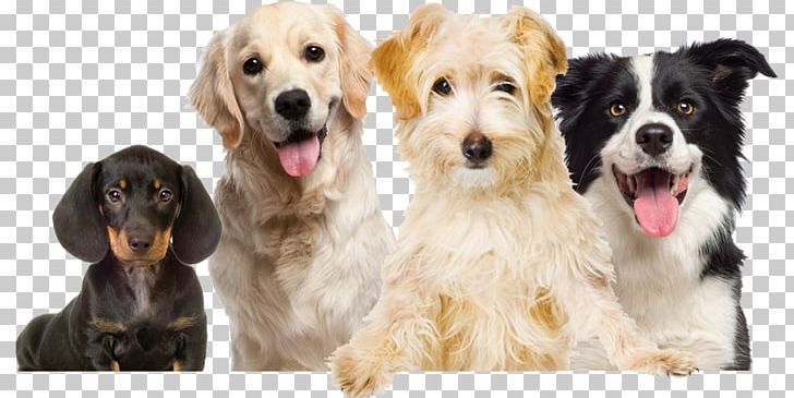 Labrador Retriever Puppy Pet Dog Grooming Dog Food PNG, Clipart, Animal Rescue Group, Animals, Animal Welfare, Carnivoran, Cockapoo Free PNG Download
