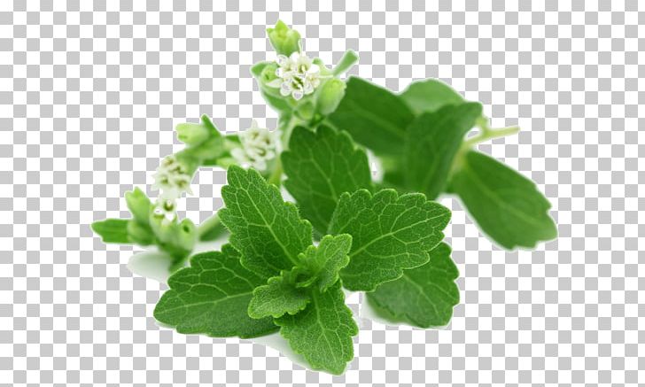 Stevia Candyleaf Extract Sugar Substitute Stevioside PNG, Clipart,  Free PNG Download