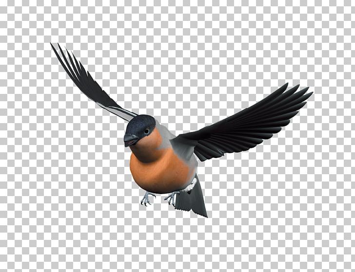 Bird Eurasian Magpie Duck Flight PNG, Clipart, Animals, Beak, Bird, Bird Cage, Bird Flight Free PNG Download