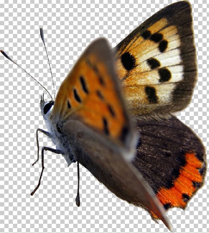 Butterfly Insect Moth PNG, Clipart, 2018, Animal, Animals, Arthropod, Brush Footed Butterfly Free PNG Download