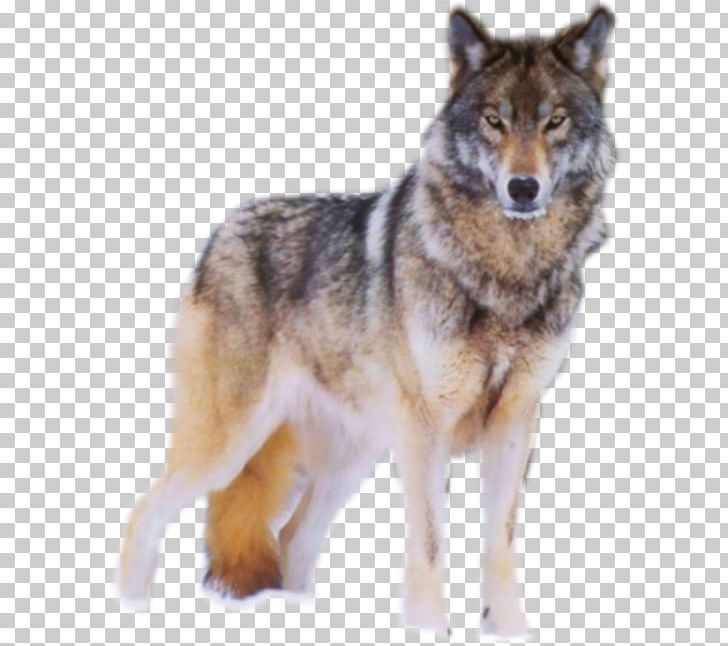 Coyote Peter And The Wolf Mexican Wolf Arctic Wolf Peter Und Der Wolf PNG, Clipart, Animal, Canis, Carnivoran, Dog Breed, Dog Breed Group Free PNG Download