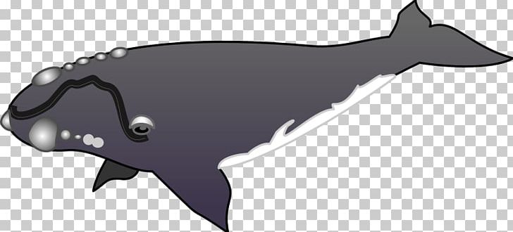Dolphin Cetacea Porpoise PNG, Clipart, Animal Figure, Animals, Balina, Black, Blog Free PNG Download