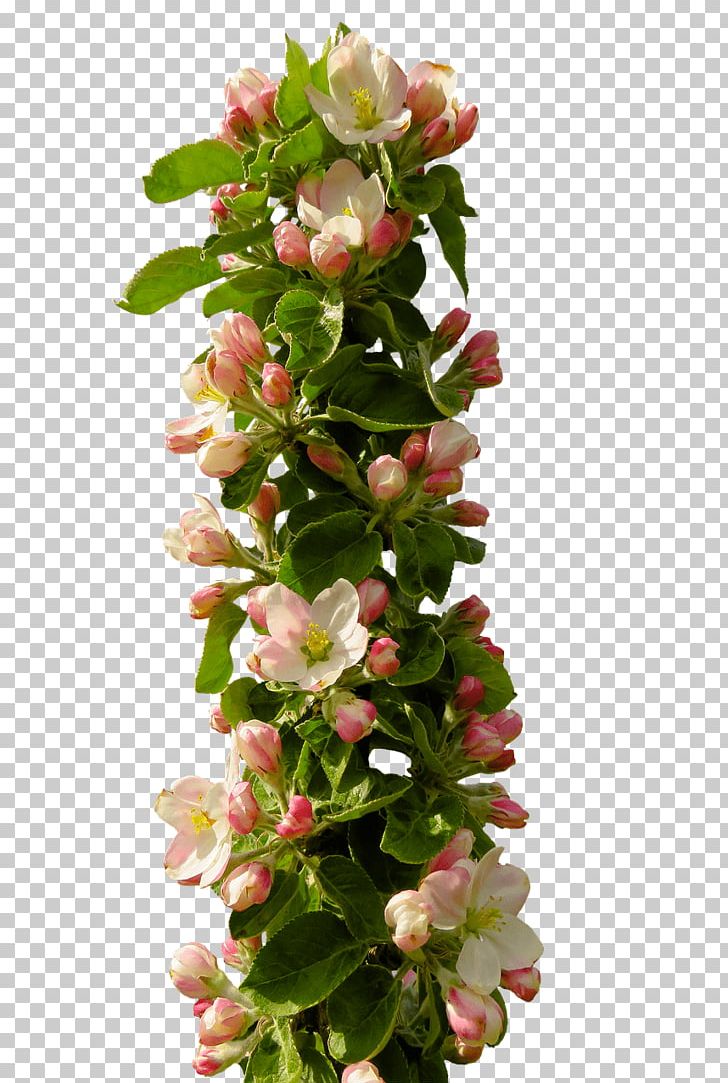 Floral Design Blossom PNG, Clipart, Apple, Apple Blossom, Artificial Flower, Blossom, Cut Flowers Free PNG Download