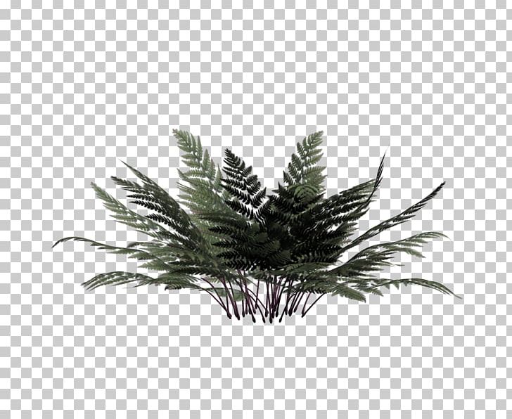 Vascular Plant Burknar Rendering PNG, Clipart, 3d Computer Graphics, Arecaceae, Arecales, Bryophyllum Daigremontianum, Burknar Free PNG Download
