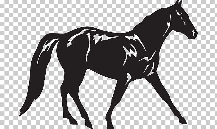 Appaloosa Missouri Fox Trotter American Quarter Horse Tennessee Walking Horse Standing Horse PNG, Clipart, Animal, Fox, Horse, Horse Harness, Horse Supplies Free PNG Download