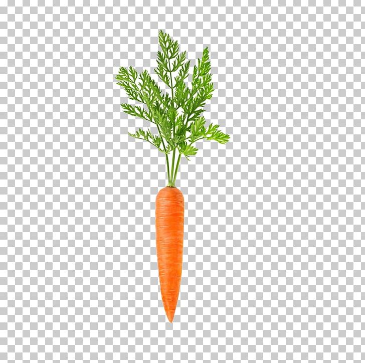 Carrot Vegetable Daikon Root Food PNG, Clipart, Apiaceae, Asian Ginseng, Bunch Of Carrots, Carrot, Carrot Cartoon Free PNG Download