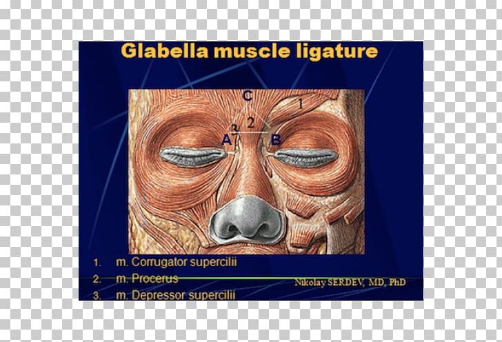 Depressor Septi Nasi Muscle Nose Glabella Músculo Mirtiforme PNG, Clipart, Anatomy, Chin, Ear, Face, Facial Muscles Free PNG Download