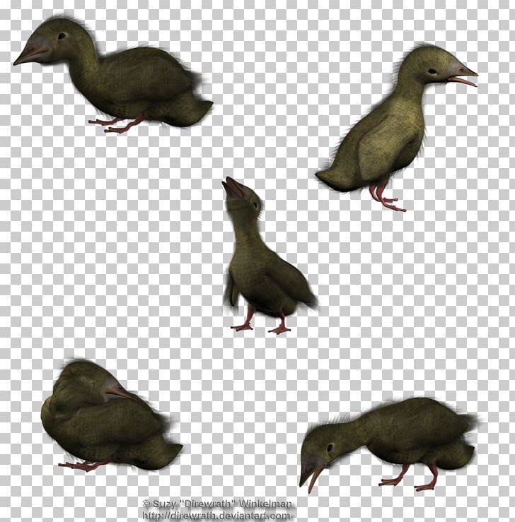 Duck 3D Rendering 3D Computer Graphics DAZ Studio PNG, Clipart, 3d Computer Graphics, 3d Rendering, Animal, Animals, Beak Free PNG Download