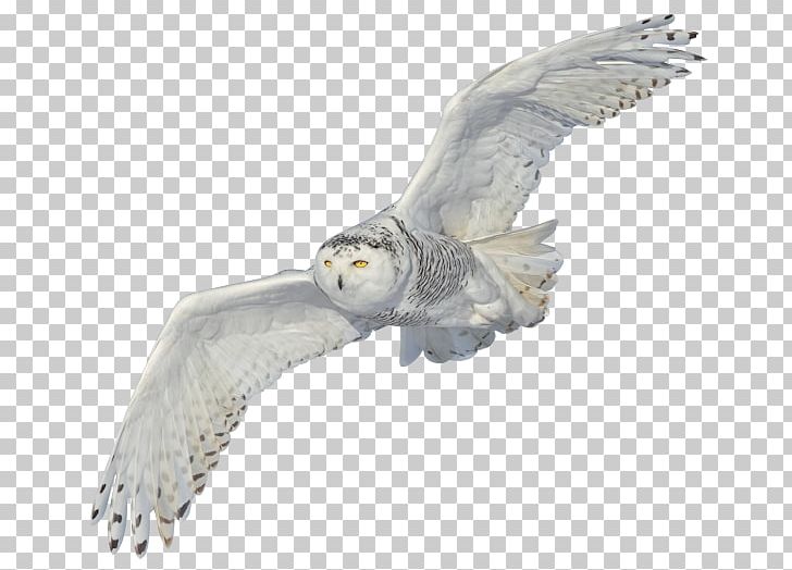 Snowy Owl 2016 Toyota Tacoma 2016 Toyota Camry PNG, Clipart, 2016, 2016 Toyota Camry, 2016 Toyota Tacoma, Accipitriformes, Animals Free PNG Download