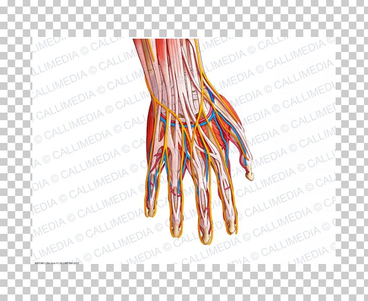 Finger Blood Vessel Nerve Muscle Hand PNG, Clipart, Anatomy, Blood Vessel, Cable, Circulatory System, Finger Free PNG Download