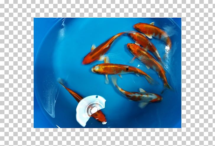 Koi Goldfish Marine Biology Close-up PNG, Clipart, Biology, Closeup, Closeup, Fin, Fish Free PNG Download