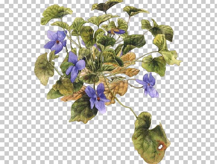 Violet Flower PNG, Clipart, Archive File, Blog, Clip Art, Directory, Flower Free PNG Download