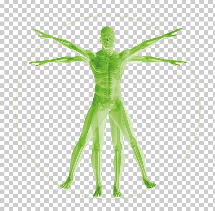 Vitruvian Man Human Body Anatomy Homo Sapiens Human Musculoskeletal System PNG, Clipart, 3 D, Anatomy, Art, Concept, Function Free PNG Download