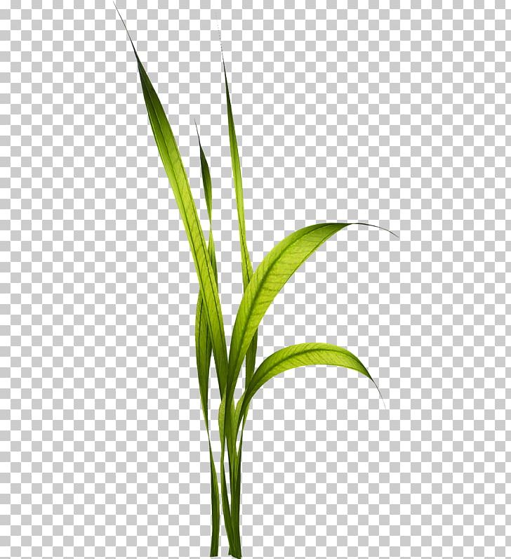 Frames Video TinyPic Plant Stem PNG, Clipart, Commodity, Crop, Email, Flower, Grass Free PNG Download